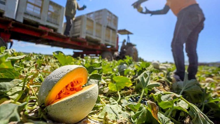Melón de Guaymas y Empalme no fue causante de salmonela en Estados Unidos y Canadá