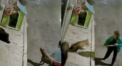 VIDEO: Dos mujeres atacan con un pitbull a dos perros callejeros en CDMX