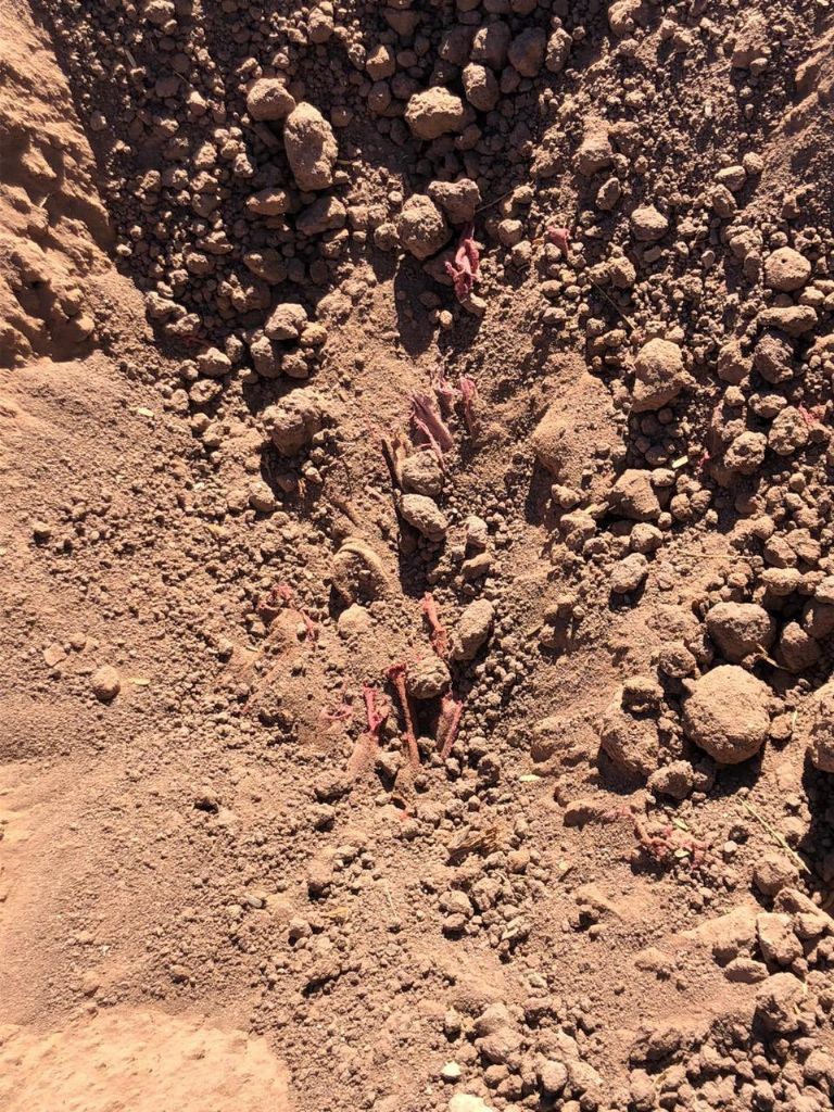 Hallan restos humanos en la capital de Sonora. Foto: Twitter