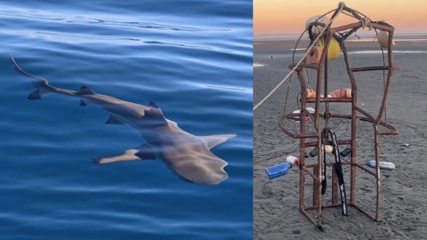 Pescadores construyen sus propias ‘jaulas anti tiburones’ en Yavaros, Huatabampo