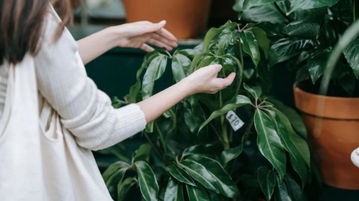 5 plantas que son un imán del dinero este 2024; sólo tienes que intentarlo