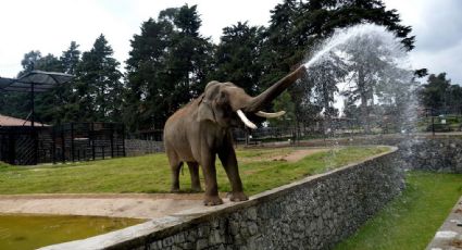 Muere Ted, el icónico elefante que lanzaba agua a visitantes del Parque Ecológico Zacango