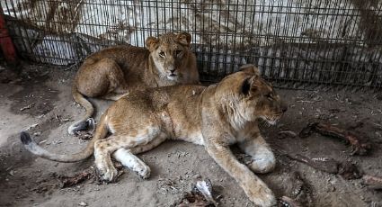 Tragedia en el Zoológico de Rafah: Animales mueren de hambre tras la ofensiva en Gaza