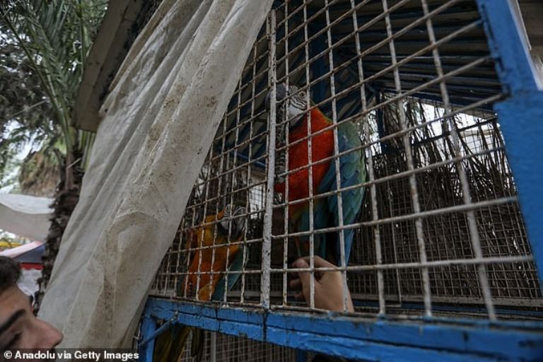 Loros luchan por encontrar comida