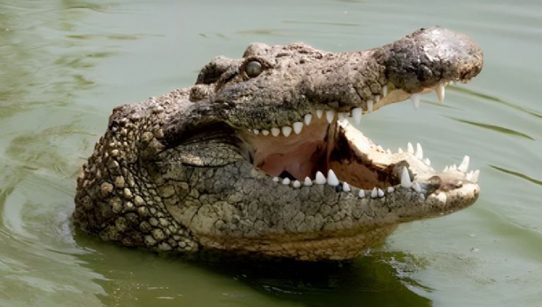 Tragedia en Tailandia: Niña de 9 Años Muere Tras Ser Atacada por un Cocodrilo en un Río