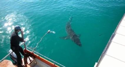 Avistamiento de tiburón alerta a pescadores de Guaymas y Empalme; piden tomar precauciones 