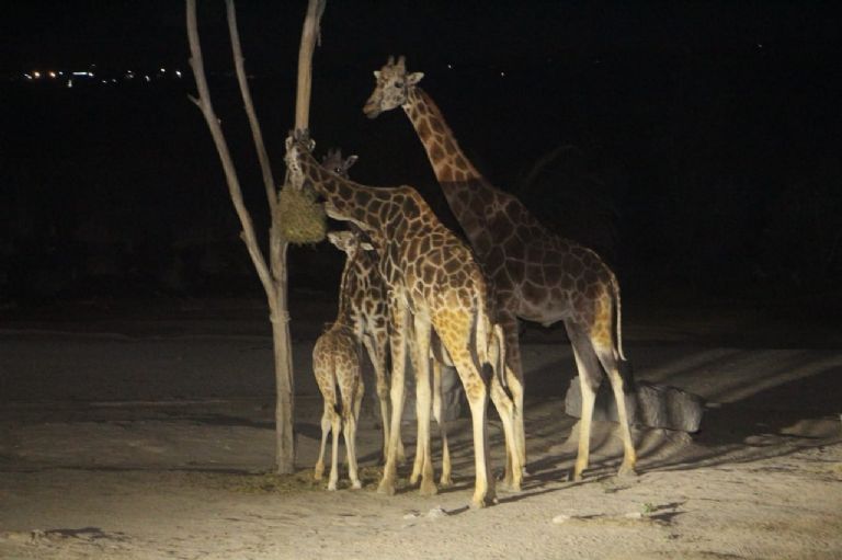 Jirafa Benito llega a Africam Safari