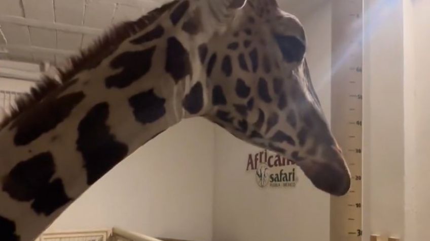 FOTOS: Así fue la llegada de la Jirafa 'Benito' a su nuevo hogar en Africam Safari