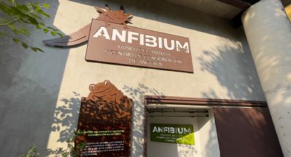 Fiesta en la CDMX: El Anfibium Museo de Axolote celebra su primer aniversario