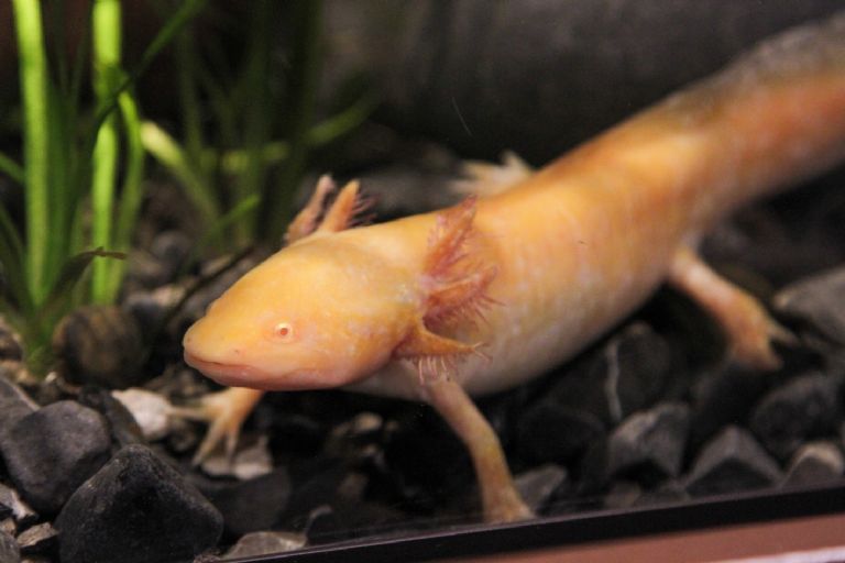 Museo del Axolote en Chapultepec