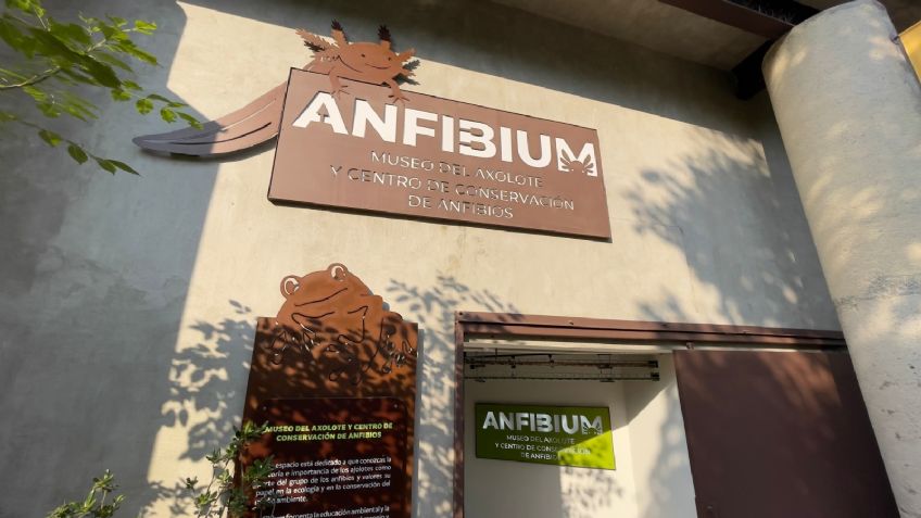 Fiesta en la CDMX: El Anfibium Museo de Axolote celebra su primer aniversario