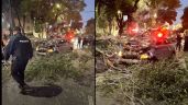 CDMX: Árbol cae sobre vehículo que transitaba en la alcaldía Benito Juárez; no hay heridos
