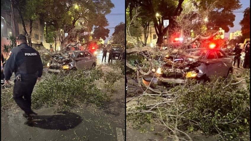 CDMX: Árbol cae sobre vehículo que transitaba en la alcaldía Benito Juárez; no hay heridos