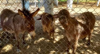 Trasladan animales del Parque Central de Ciudad Juárez para mejorar sus condiciones