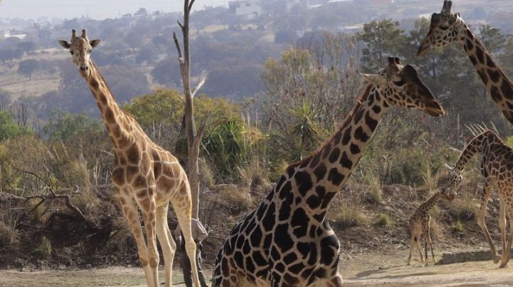 FOTOS: Así fue la llegada de la jirafa Benito con su nueva familia en Africam Safari