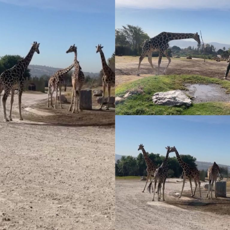 Jirafa Benito en Africam Safari