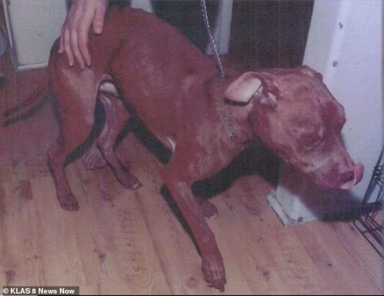 Uno de los perros desnutridos