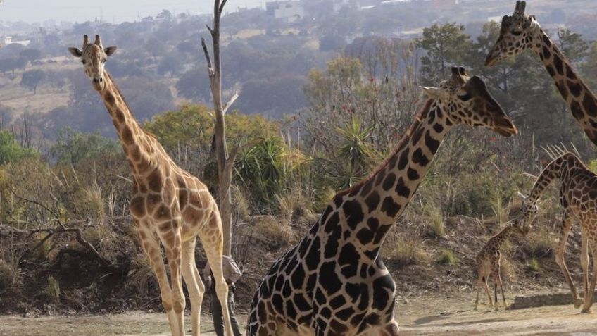 FOTOS: Así fue la llegada de la jirafa Benito con su nueva familia en Africam Safari