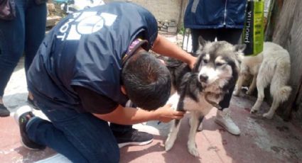 Indignante: Sujeto apuñala a un perrito en la Ciudad de México y policías lo detienen