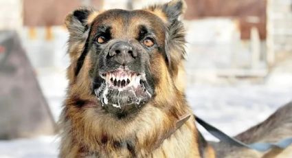 Alerta en Colima: Confirman el primer caso de rabia canina en casi 30 años y activan alertas