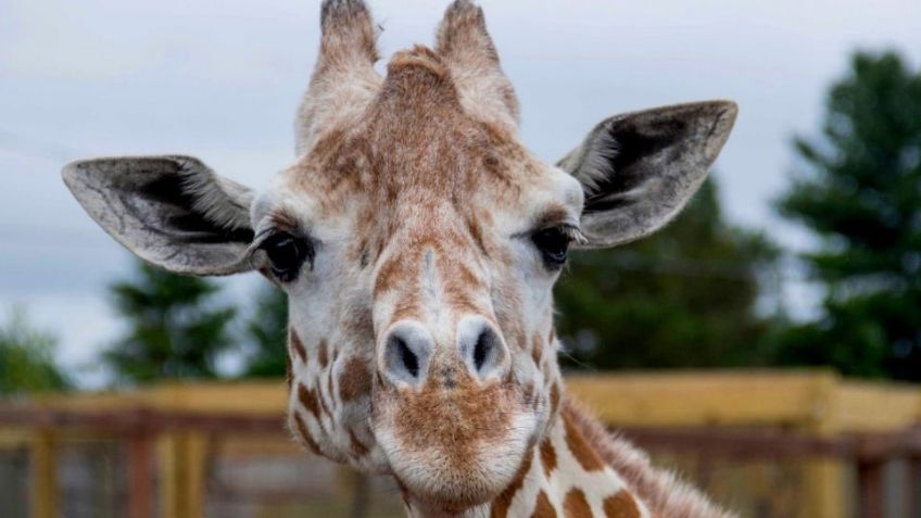 La nueva misión de la organización 'Salvemos a Benito' es por la jirafa de Jorge Hank Rhon