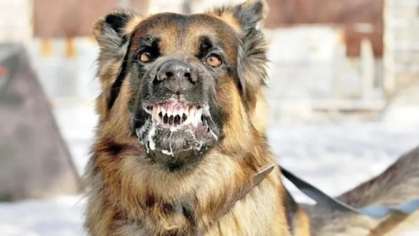 Alerta en Colima: Confirman el primer caso de rabia canina en casi 30 años y activan alertas