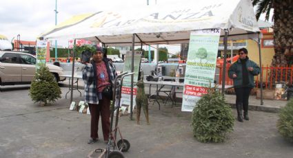 ¡No lo tires! En estos lugares puedes reciclar tu Árbol de Navidad en la Ciudad de México