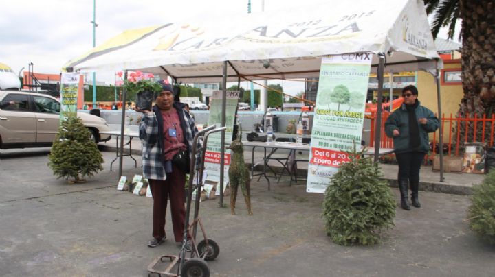 ¡No lo tires! En estos lugares puedes reciclar tu Árbol de Navidad en la Ciudad de México