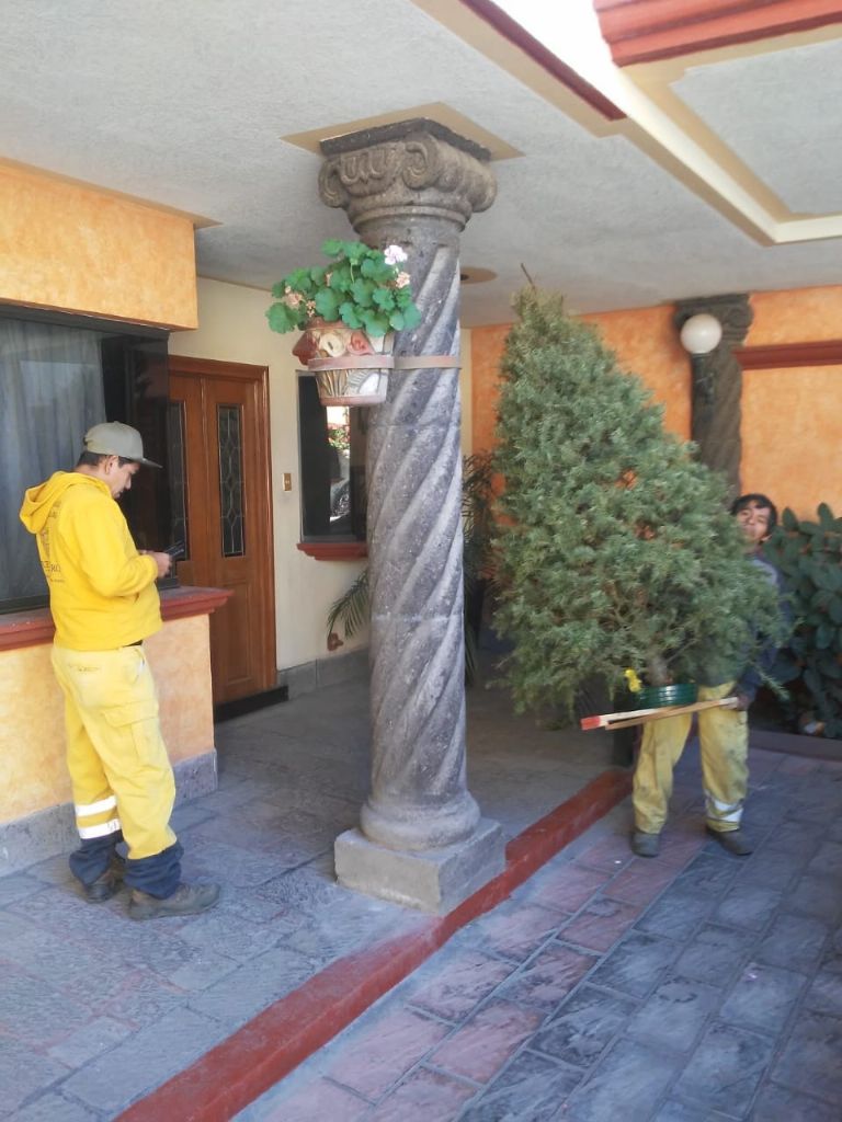 Recolección de Árbol de Navidad en CDMX