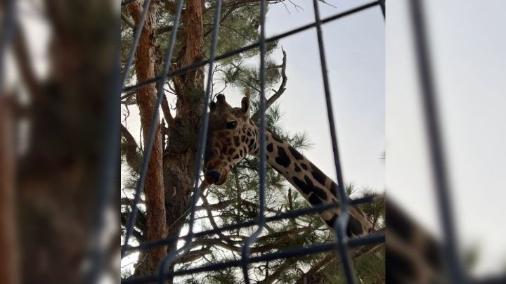 La jirafa Benito encuentra un nuevo hogar en Africam Safari en el estado de Puebla por esta razón