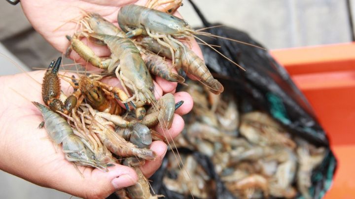 Detienen a dos hombres por robo de camarón en Empalme, Sonora