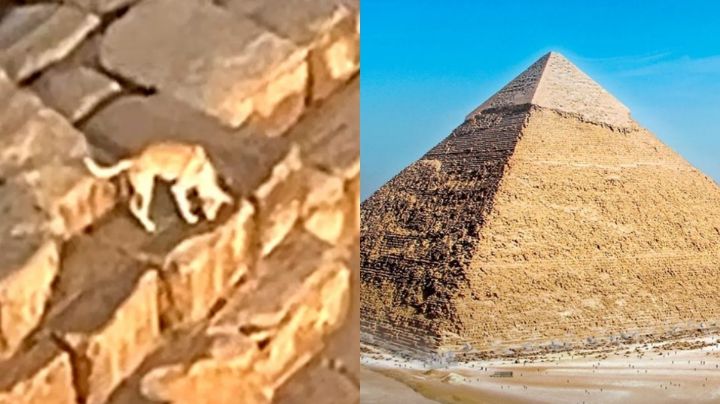 ¿La reencarnación de Anubis? Perrito se vuelve viral tras escalar la Pirámide de Guiza