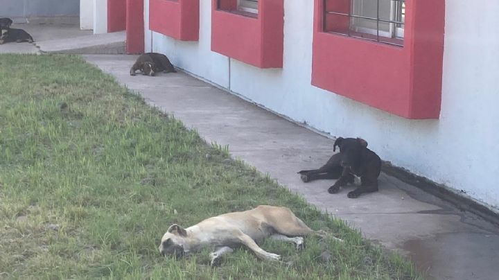 Esterilización es una solución para sobrepoblación animal en calles: Dirección de Salud de Cajeme