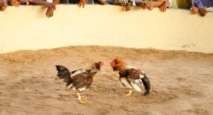 Durazo asegura que un estado de vanguardia es incompatible con las peleas de gallos