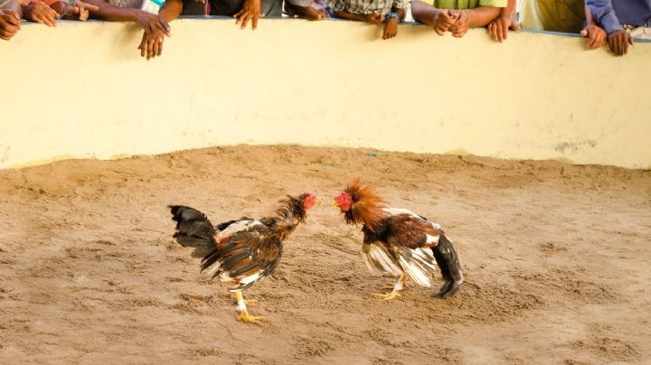 Durazo asegura que un estado de vanguardia es incompatible con las peleas de gallos