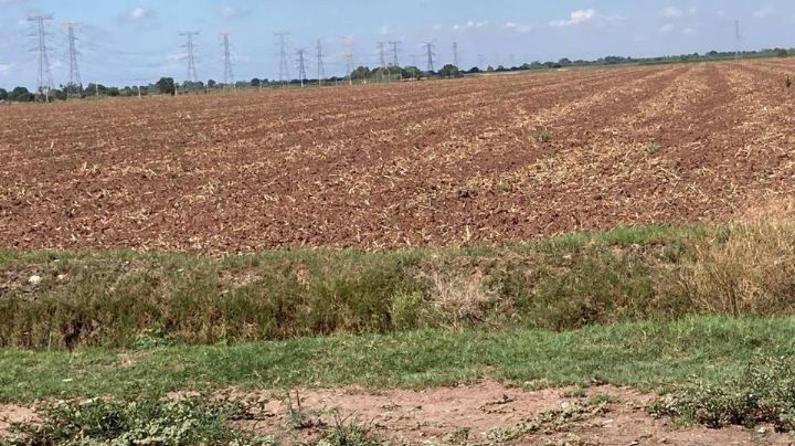 230 mil hectáreas se quedarán sin sembrar en el sur de Sonora, afirma Alcano