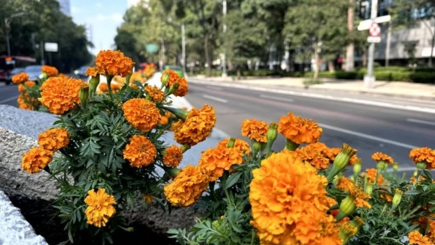 Paseo de la Reforma se pinta de naranja con miles de  flores de Cempasúchil