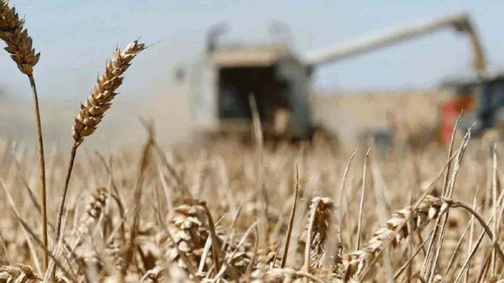 Inicio del ciclo agrícola en el valle del Mayo se retrasa