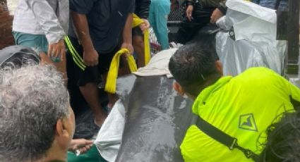 Luego de Tormenta Tropical Nadine, rescatan a delfín varado en Quintana Roo