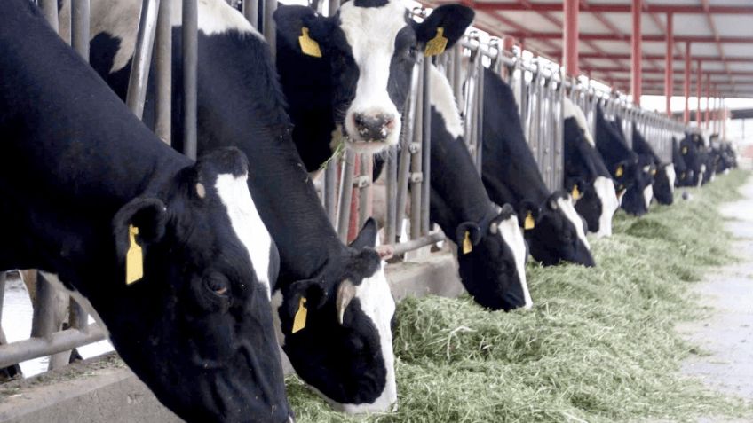 Ciudad Obregón: El costo de producción de leche se elevaría por la sequía