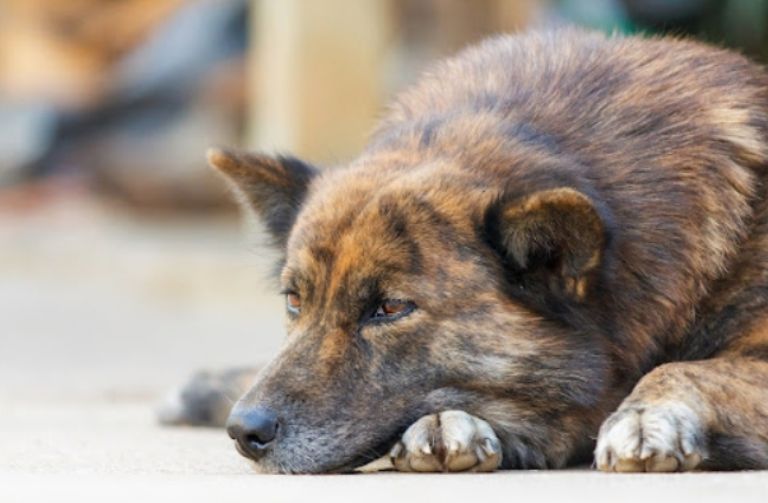 Niño termina con la vida 23 animales en Brasil 