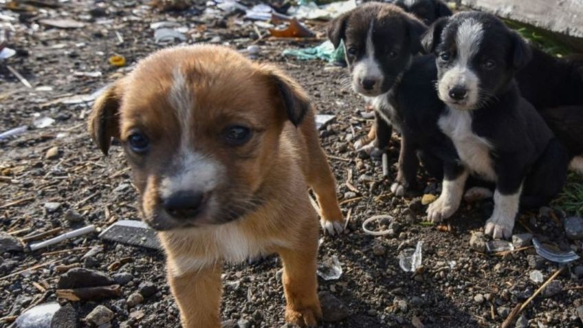 Brasil: Menor de 9 años allana veterinaria y mata a más de 20 animales; no irá a la cárcel