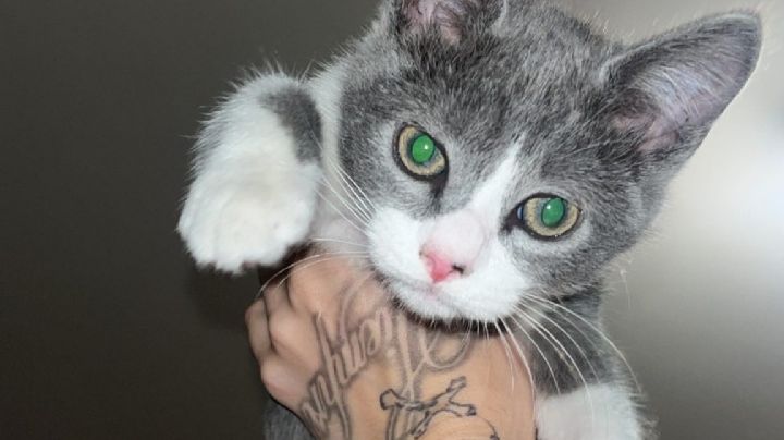 Día Internacional del Gato: ¿Por qué se conmemora el 29 de octubre? Origen