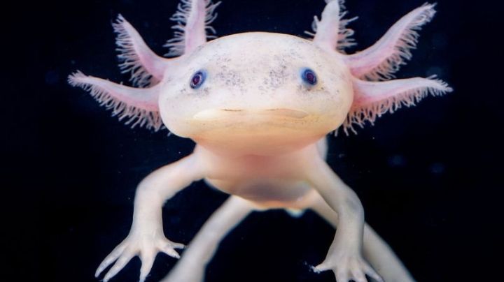 Disminución de ajolotes en 2025 ¿Qué pasará con Xochimilco si se extinguen?