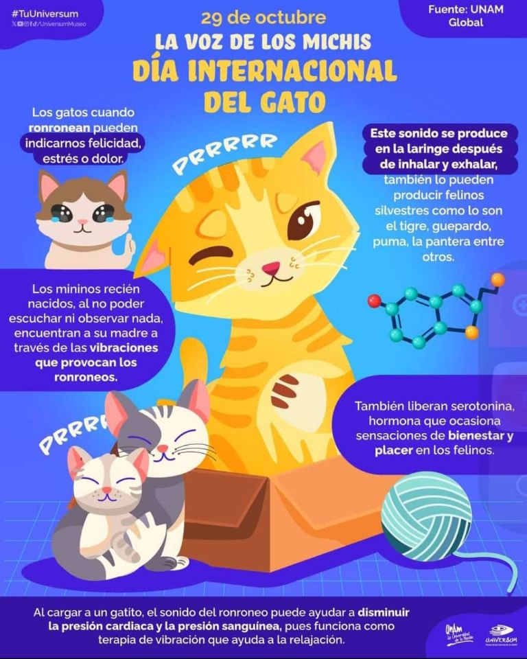 Día Internacional del gato 