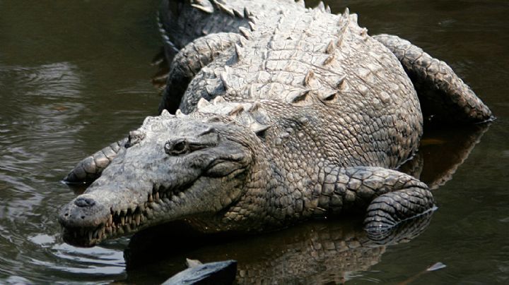 Alerta en Acapulco por escape de 40 cocodrilos tras el paso del huracán "John"