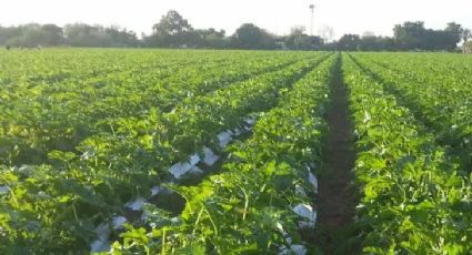 El cultivo de hortalizas y elote iniciará mediante sistema de riego por bombeo en el Valle del Yaqui