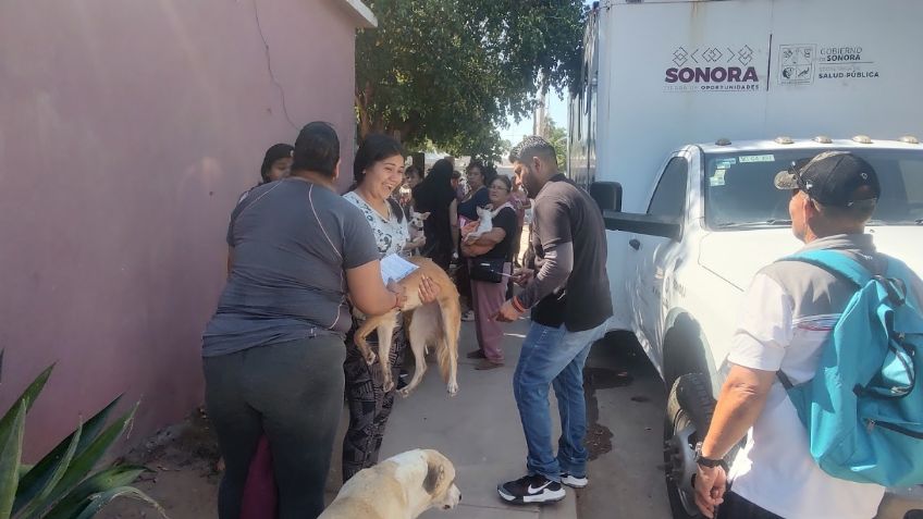 Autoridades en Cajeme implementan acciones en prevención de la rickettsia