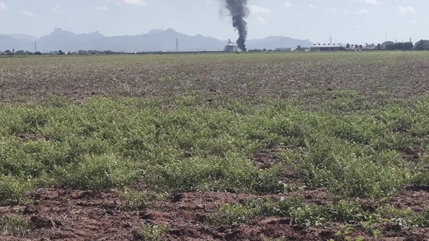 JLSV intensifica la vigilancia en sembradíos para evitar plagas en el Valle del Yaqui