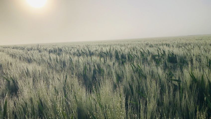 Clima en Ciudad Obregón hoy 12 de noviembre: Bajas temperaturas y cielo nublado